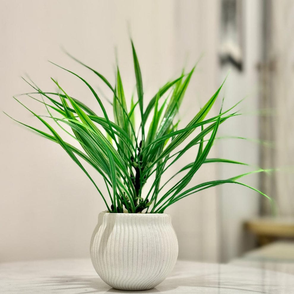 Miniature Tree planter for Home and Office Decore